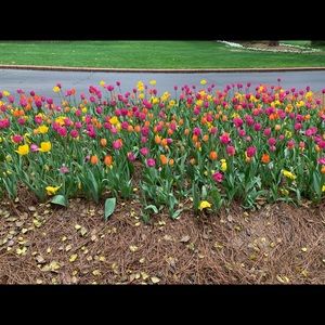 Meet your Posher, Angye